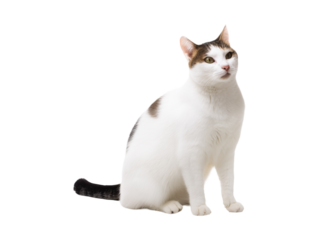 White domestic cat sitting isolated on white background