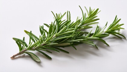 Fresh Sprig Of Rosemary On Clean White Background