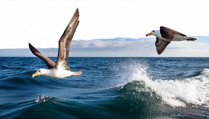 Oceans Silent Voyager Albatross Gliding Through Coastal Majesty And Untamed Waves Isolated On Transparent Background