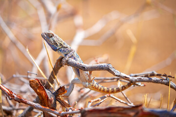 The blue agama sits in ambush on sand and branches and hunts for insects. Beautiful blue lizard close-up in the wild.