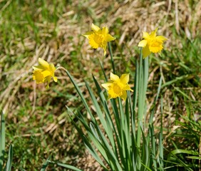 Gelbe Narzissen mit sternf&ouml;rmigen Bl&uuml;tenbl&auml;ttern wachsen um trompetenf&ouml;rmige Kronen an der Spitze glatter St&auml;ngel, die lineares blaugr&uuml;nes Grundlaub tragen
