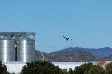Western marsh harrier flying over the Marjal dels Moros wetland in Sagunto, Spain