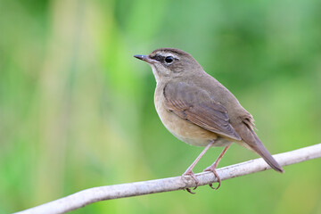 brown bird roosting on wooden stick in evening, female of siberian rubythroat