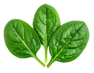 Three vibrant, green leaves of a leafy vegetable, showcasing detailed veining and texture. They stand out on a pure white background