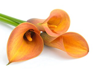 Three vibrant, orange-toned calla lilies in full bloom, resting on green stems against a clean white backdrop
