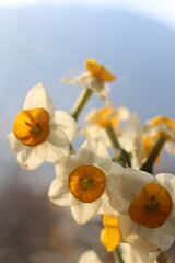 Fototapeta premium Elegant Daffodil Blooms