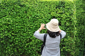 A woman is standing with her back and taking picture of natural green wall (Hokkien tea plant wall). Carmona retusa (Vahl) Masam is commonly popularly used to planted as hedges or fences around houses