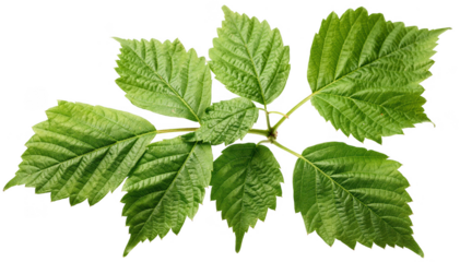 Detailed photograph of a cluster of green leaves under natural outdoor lighting highlighting subtle differences key to identifying poison ivy plant variations.