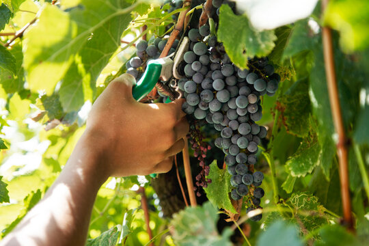 Organic Italian harvest. Farmer's hands picking grapes in the vineyard for wine production.
