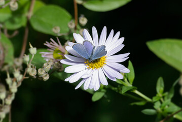 Short-tailed blue (Cupido argiades) butterfly with closed wings perched on a daisy in Zurich, Switzerland