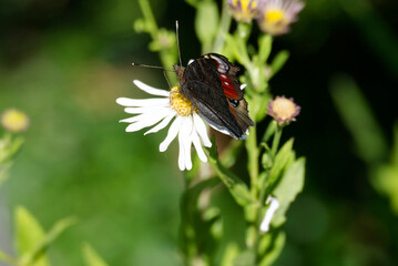 European peacock butterfly (Aglais io) sitting on a daisy in Zurich, Switzerland