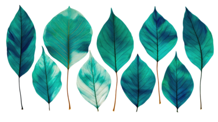 Blue and teal tropical leaf collection with detailed veins arranged in decorative botanical set isolated on white background