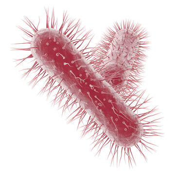 Escherichia coli bacteria with flagella and pili on white background scientific illustration transparent background