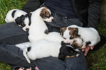 Jack Russell Terrier puppies are sleeping on their owner lap