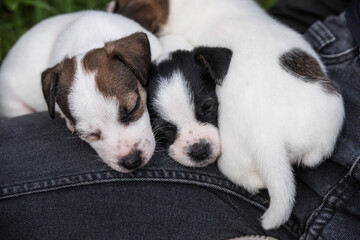 Jack Russell Terrier puppies are sleeping on their owner lap