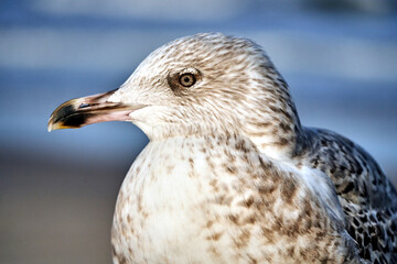 Portrait of a Herring Gull on the Baltic Sea coast