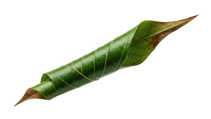 Fototapeta premium Green leaf curled into a spiral shape with brown edges image