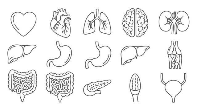 Human Organs Anatomy Illustrations Set.