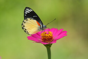 A beautiful butterfly landed on a pink flower, looking very beautiful and charming.