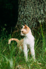 Curly Coated Ginger and White Devon Rex Cat Exploring Forest Grass