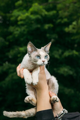 Cream Devon Rex Cat with Blue Eyes Held in Hands Garden Portrait