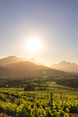 Sun setting over a vineyard. Golden hour landscape. Wine country, agriculture, and scenic travel concept.