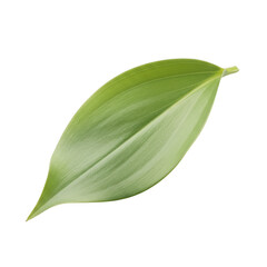 Obraz premium Single green leaf with prominent veins on black background single leaf plant