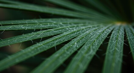 A close-up view of a green leaf with long, thin, pointed segments spreading out from the center against a dark blurred background