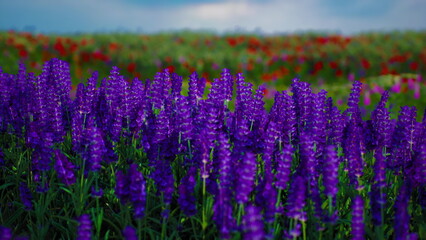 Fototapeta premium endless lupine sea under cloud, rolling purple field meets brooding sky with expansive horizon and contemplative mood, gentle breeze across stems