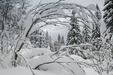 Winter wilderness in the national park Zuratkul with snow-covered tree branches in the foreground, Russia, Chelyabinsk region