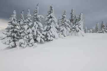 Snow-covered fir-trees in January on top of Zuratkul mountain ridge, South Ural, Russian Federation