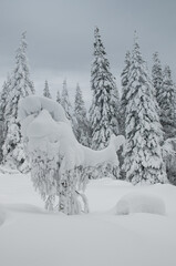 Picturesque winter forest in Zuratkul national park in January, Russian Federation, South Ural