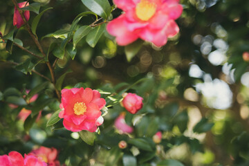 Obraz premium 山茶花