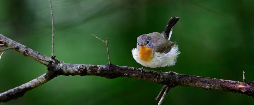 Red-breasted flycatcher // Zwergschn&auml;pper (Ficedula parva) 