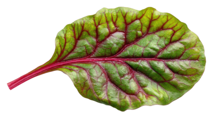 Single, vibrant leaf featuring green and burgundy hues, with intricate vein details