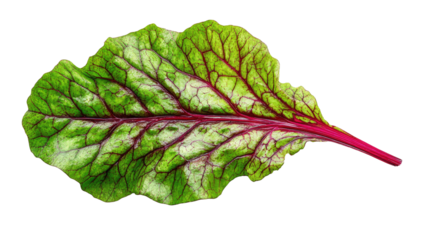 Close-up of a single vibrant leaf with intricate red veins and a dark background