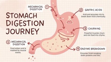 A detailed illustration maps the stomach's digestion journey, presenting the intricate phases of food processing within the human body.