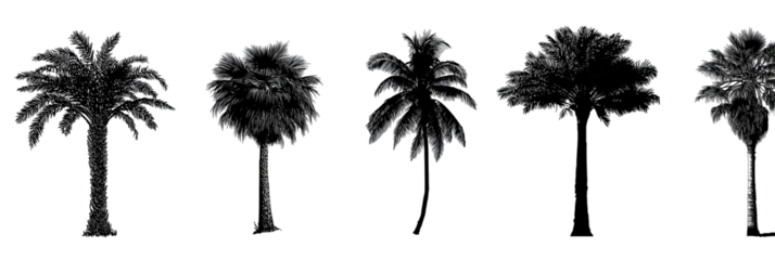 A grayscale depiction of five tropical palm trees silhouetted against a black backdrop