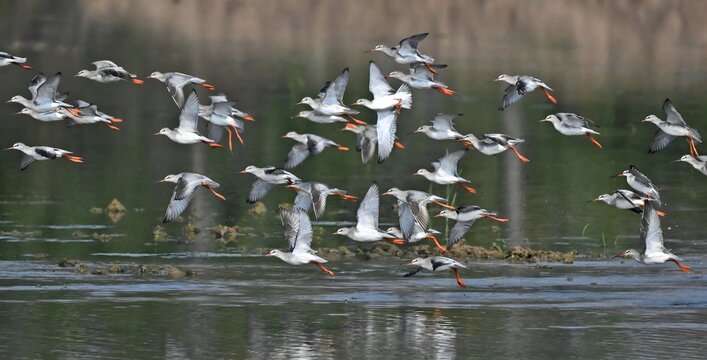 Flock of Cranes Flying Over Jingzhou Wetland Lake