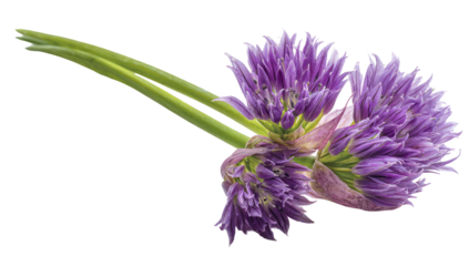 Isolated sprig of chives showcasing vibrant purple blooms and slender green stalks against black background