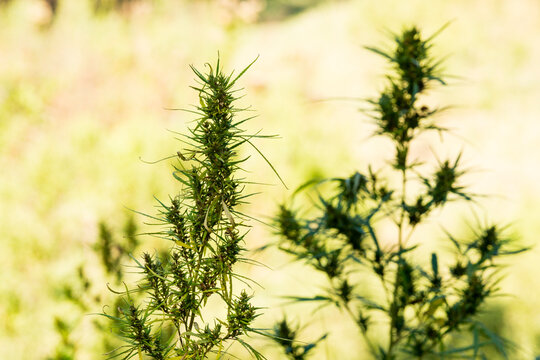 Cannabis plants growing outdoors.