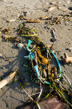 Plastic rope intertwined in seaweed and kelp on the beach at Freshwater Bay, Port Angeles.