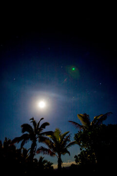 Palm trees at dusk during winter solstice, Kona, the moon and stars above.