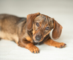 Cute dachshund tilting head looking at camera, soft lighting, pet training school, animal insurance posters