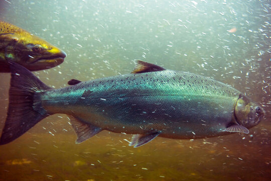 Chinook Salmon returning to a fish ladder, Chittenden Locks, Seattle.