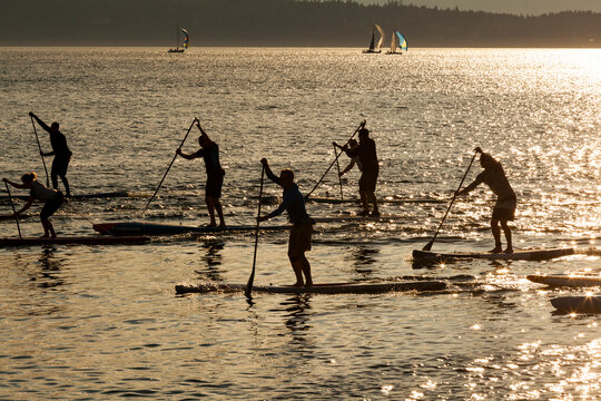 Stand up paddle borders racing on Puget Sound at dusk, outlines, reflections of light off the water.