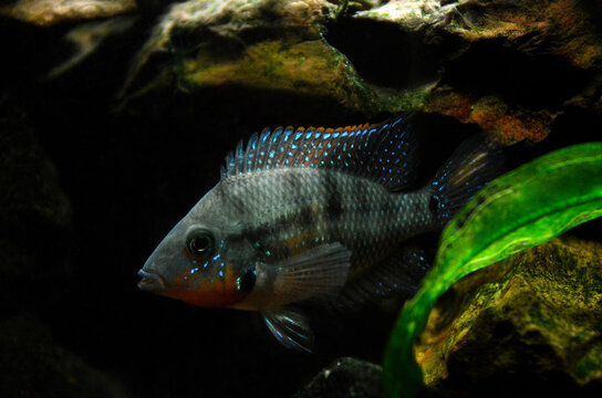 Beautiful firemouth cichlid also called Thorichthys meeki is a species of cichlid fish native to Central America