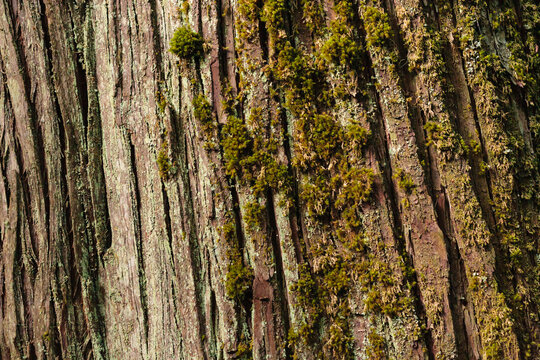 Moss covered red cedar bark, Lake Crescent, Olympic National Park.
