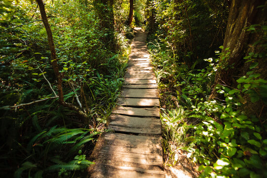 Cedar plank walkway and trail to Cape Flattery, Makah Indian Reservation, Neah Bay
