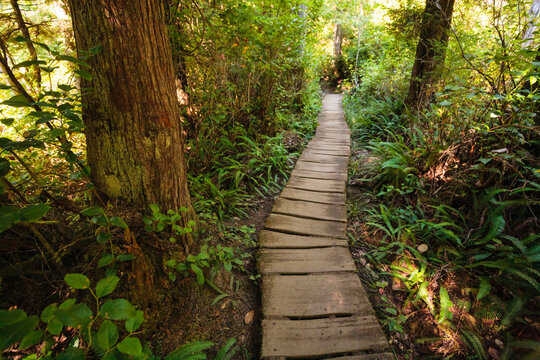 A boardwalk through woodland, the understorey of the plants under the trees.